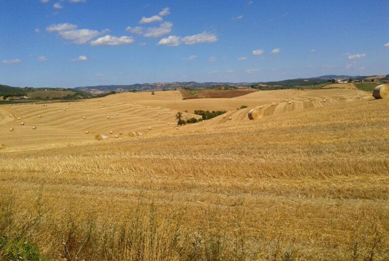 i botri4 768x515