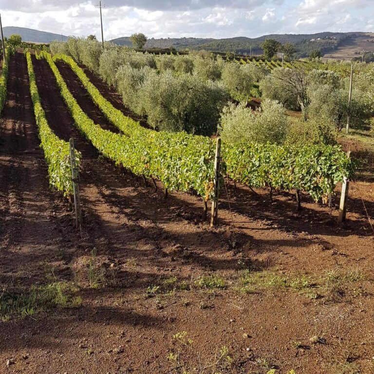 1 panoramica vigna vallerana 768x768