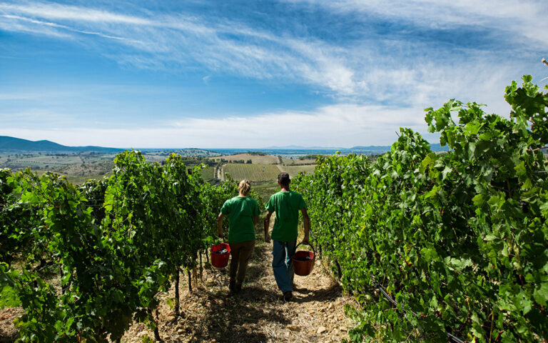 129 Belguardo vendemmia18 0196 768x480