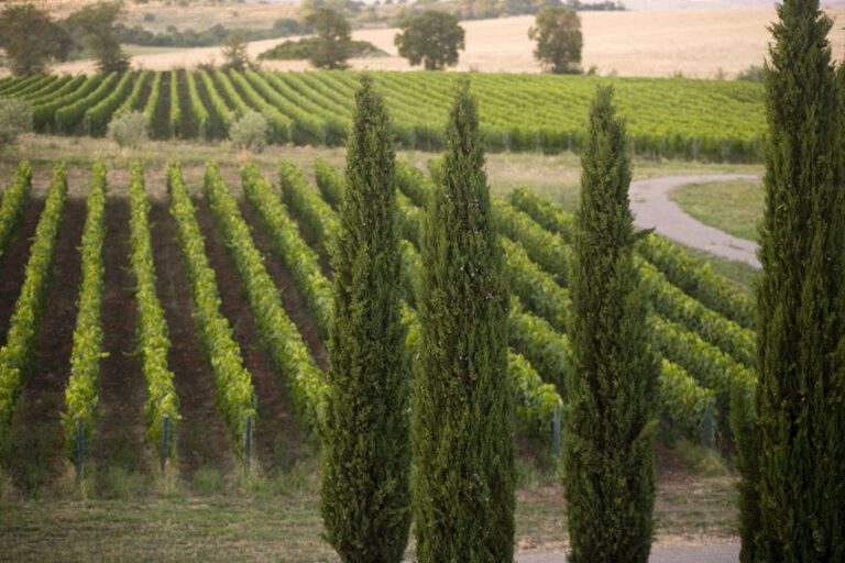 Capua Winery cipressi 768x512