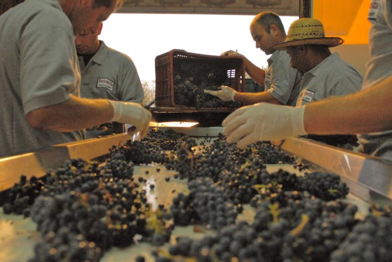ROCCAPESTA HARVEST 768x514