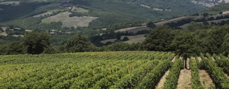 consorzio del morellino2 768x300