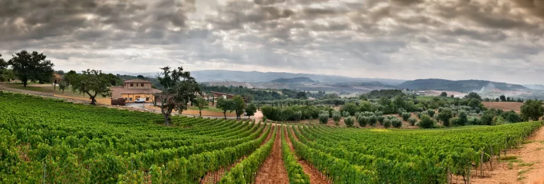 header famiglia terenzi viticolori scansano 768x260