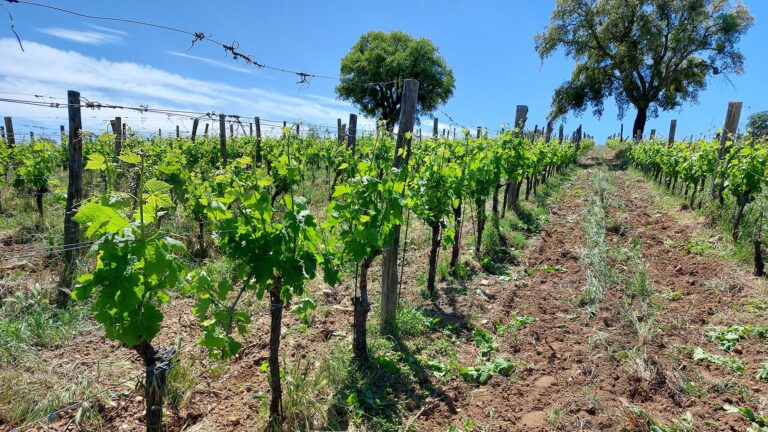podere casina5 768x432