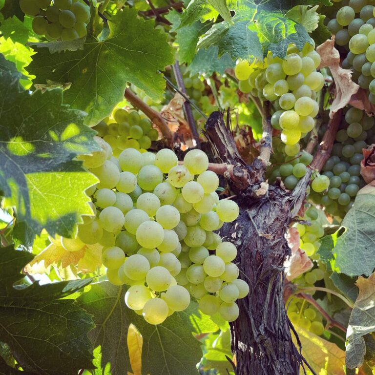 podere poggio bestiale08 768x768
