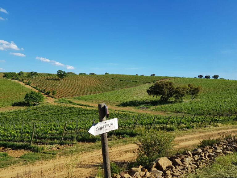 val delle rose vigneti 768x576